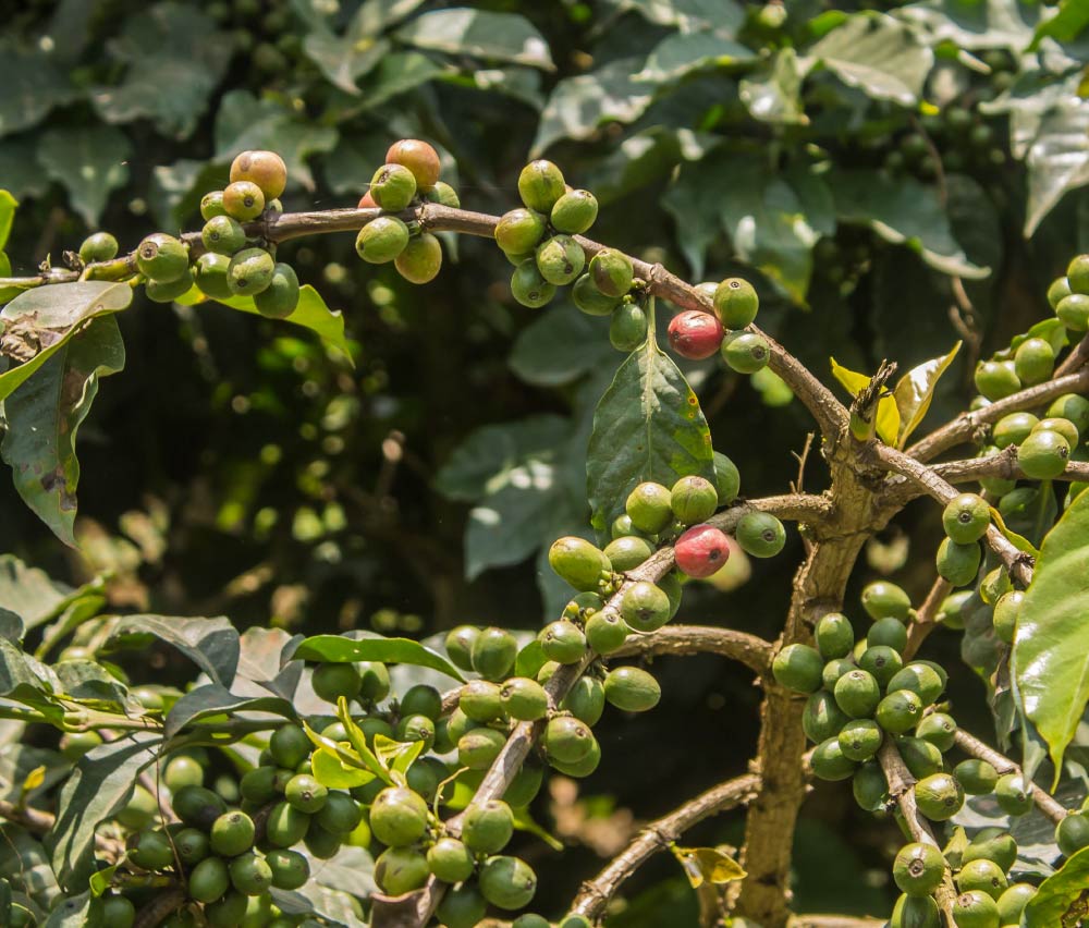 肯尼亚咖啡正确冲煮方法步骤 肯尼亚AA咖啡豆为什么酸风味特点