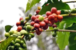 哥伦比亚天堂庄园咖啡豆介绍_双重厌氧水洗处理咖啡豆风味评价 