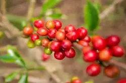 哥伦比亚咖啡豆特点口感介绍 哥伦比亚蕙兰水洗咖啡风味描述
