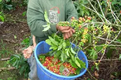 哥斯达黎加塔拉珠咖啡豆产区风味介绍 蜜处理手冲咖啡口感