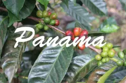 全球最贵咖啡之一 瑰夏咖啡豆为什么贵 巴拿马瑰夏一定是最好的吗