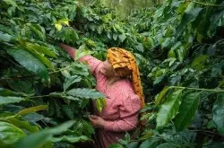 印尼咖啡豆品种种类风味特点介绍 印尼苏门答腊咖啡产地故事