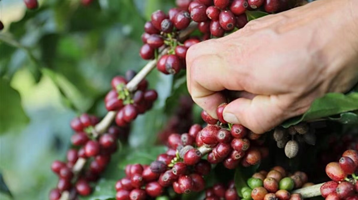 卡蒂姆咖啡豆的品种味道特点口感风味描述 云南产地小粒咖啡手冲研磨刻度介绍