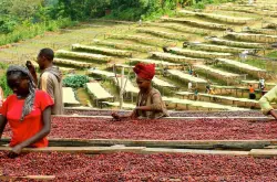 古吉咖啡豆介绍 埃塞俄比亚的(摩卡)咖啡豆有什么风味特点
