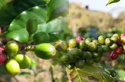 精品印尼曼特宁咖啡豆名字介绍 曼特宁咖啡的特点口感风味描述