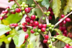 云南小粒卡蒂姆咖啡豆风味描述特点产地区种植历史发展简介