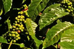 咖啡小知识 | 什么是巴西咖啡的分级制度？巴西咖啡豆风味特点