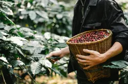 哥伦比亚精品咖啡豆六大主要产地区基本信息状况介绍 入门咖啡豆推荐