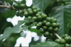 卡蒂姆咖啡豆拥有阿拉比卡血统和罗布斯塔种血统