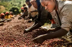 埃塞俄比亚水洗耶加雪菲和日晒处理咖啡豆的风味口感特点介绍