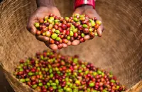 世界顶级咖啡品种阿拉比卡蓝山一号咖啡豆产地及风味
