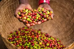 世界顶级咖啡品种阿拉比卡蓝山一号咖啡豆产地及风味