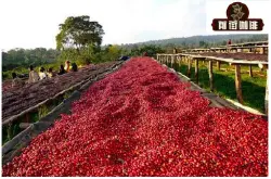 非洲卢旺达咖啡 卢旺达咖啡豆的产地口感风味特色介绍