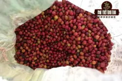 云南小粒咖啡豆品种风味介绍 云南卡蒂姆咖啡豆口感特点是什么