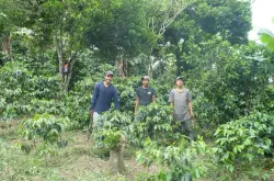 洪都拉斯咖啡豆产地海拔品种种类风味口感特点怎么样介绍