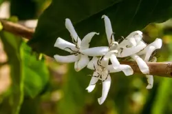 瑰夏和耶加雪菲的区别 瑰夏咖啡豆生长在哪里才是最经典的风味