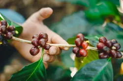咖啡豆等级分类 认识阿拉比卡咖啡豆和卡内弗拉分别什么档次