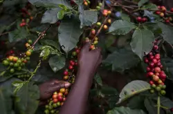 牙买加蓝山精品咖啡的产地风味特点介绍 蓝山一号咖啡豆口感味道特征