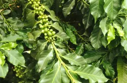 云南小粒咖啡豆的品种是铁皮卡还是卡蒂姆 云南咖啡产地处理法对风味特点口感的影响
