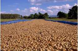 咖啡小白课堂丨咖啡生豆处理法，蜜处理的分级