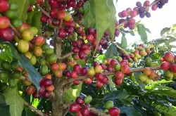 手冲咖啡入门基本知识 咖啡豆保质期多久 产区咖啡豆品种口感特点