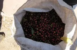 精品咖啡豆-Antigua 安提瓜的详细介绍