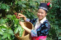 精品咖啡豆-辽国咖啡  产量极少评价极高的咖啡豆