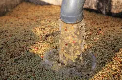 云南咖啡豆的湿处理法步骤 解说生豆的处理过程
