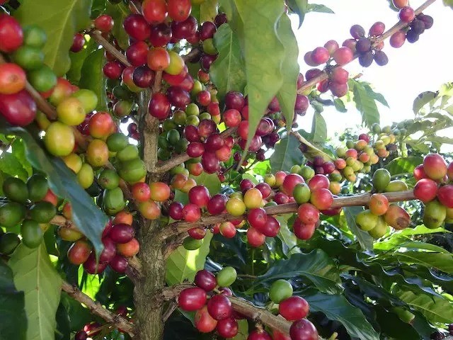 云南咖啡最新消息：咖啡果3小时变热咖啡宁洱300农户入股打造庄园