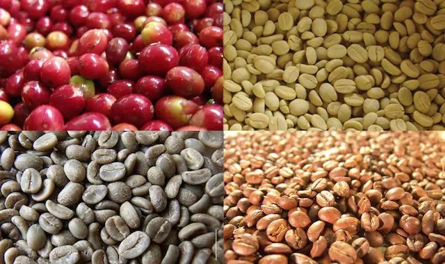 咖啡学入门：咖啡豆的产区与分类的详细介绍