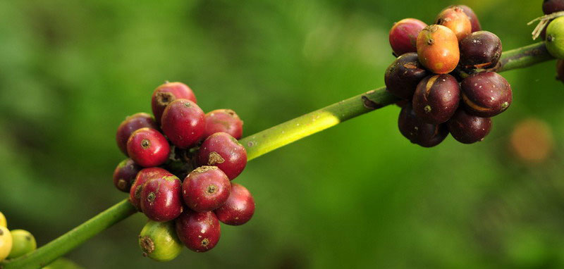 咖啡入门学-从根源探索咖啡豆的色香味