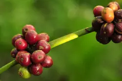 咖啡入门学-从根源探索咖啡豆的色香味