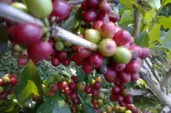哥伦比亚慧兰产区薇拉高原黄波旁种优质咖啡生豆