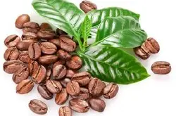 咖啡豆子的品种繁多 如何成为一颗精品的咖啡豆？
