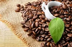 精品咖啡豆：阿拉比卡咖啡豆家族成员关系解析