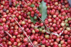 精品咖啡豆：巴布亚新几内亚奇迈尔庄园圆豆