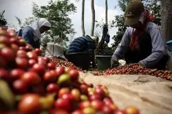 宏都拉斯今年咖啡产业出口增加4成  大大提升了咖啡的地位