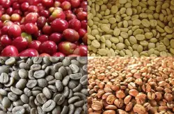 教你如何正确便捷的筛选咖啡生豆的技巧