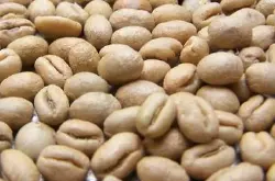 圆豆的知识 它又叫公豆（Peaberry）在咖啡豆里算是好还是不好呢