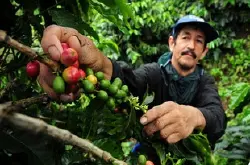 精品咖啡豆：哥伦比亚产区的分类介绍
