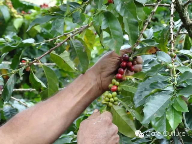 精品咖啡豆：精品咖啡vs商品咖啡 从源头保证品质 品尝淳厚咖啡