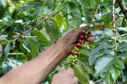 精品咖啡豆：精品咖啡vs商品咖啡 从源头保证品质 品尝淳厚咖啡
