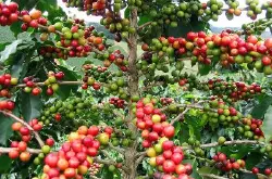 精品咖啡豆：衣索比亚咖啡生长和生产的4种形态