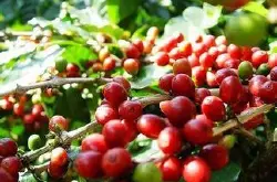 埃塞俄比亚咖啡种植产业与咖啡豆EXC等级分类出口系统介绍 