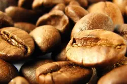精品咖啡豆：古巴马拉戈日皮咖啡象豆Elephant Bean