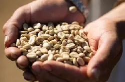 精品咖啡生豆最新介绍 咖啡生豆处理方式