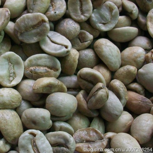 世界精品咖啡豆介绍：印度帝比卡混血品种 肯特(Kent)