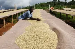 世界精品咖啡豆：埃塞俄比亚产区耶加雪啡咖啡豆种类分类介绍