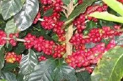 云南咖啡最新资讯：每吨采收报价提1500元，咖农收入将增3至5亿