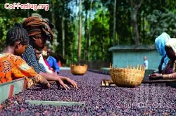 世界精品咖啡豆：埃塞俄比亚东部哈拉尔咖啡的介绍